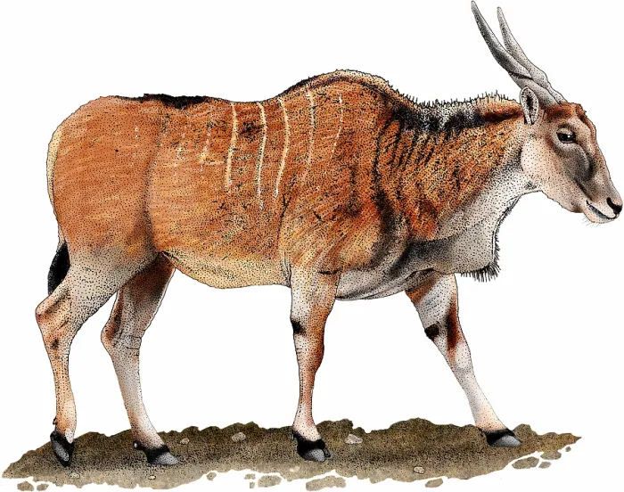 Framed Print : Common eland