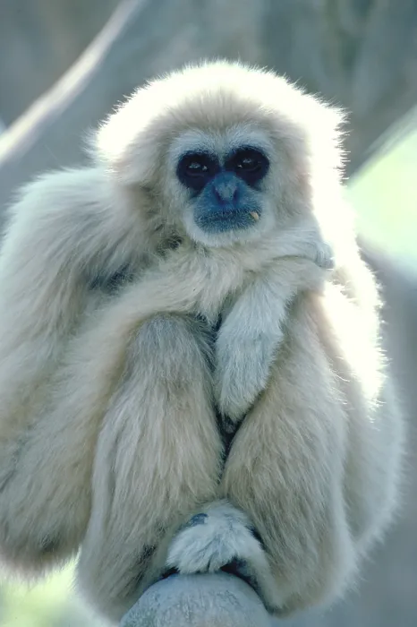 Framed Print : Common Gibbon Framed Print : Common Gibbon