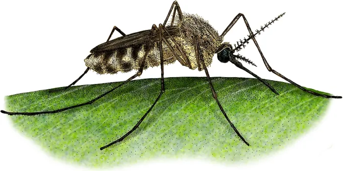 Framed Print : Common House Mosquito Framed Print : Common House Mosquito