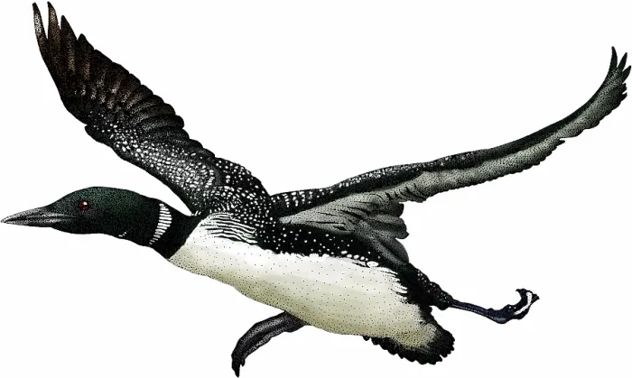 Framed Print : Common loon Framed Print : Common loon