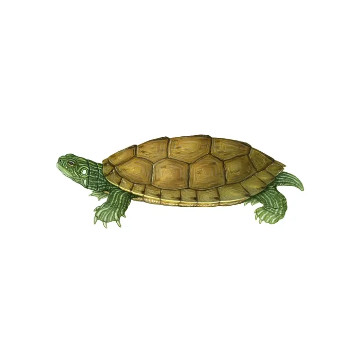 Framed Print : Common Map Turtle Framed Print : Common Map Turtle