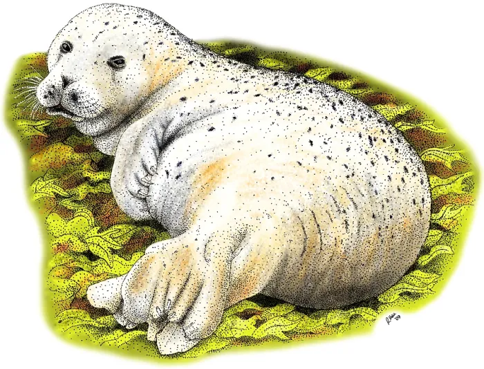 Framed Print : The Common Seal