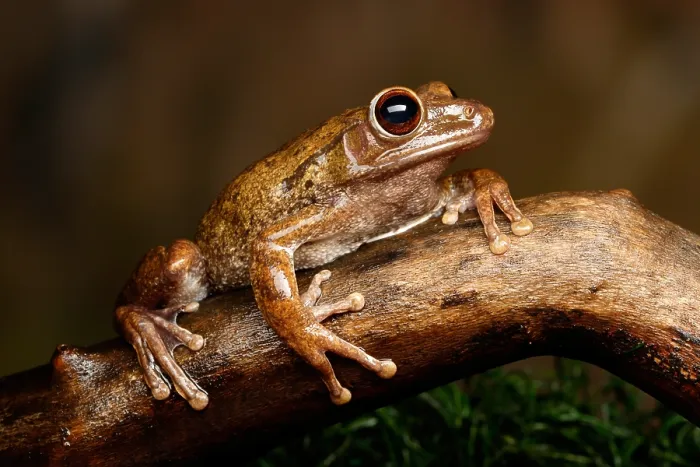 Framed Print : Common Tree Frog (Polypedates leucomystax) Framed Print : Common Tree Frog (Polypedates leucomystax)