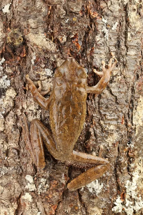 Framed Print : Common Treefrog (Polypedates leucomystax)