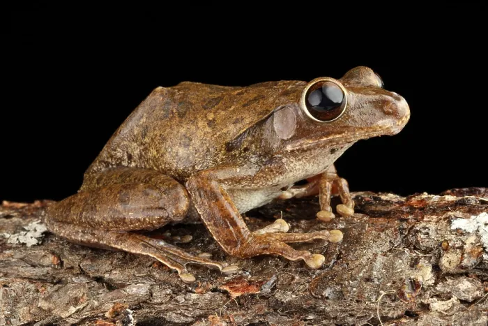 Framed Print : Common Treefrog (Polypedates leucomystax)
