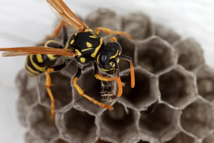 Framed Print : Common Wasp Framed Print : Common Wasp