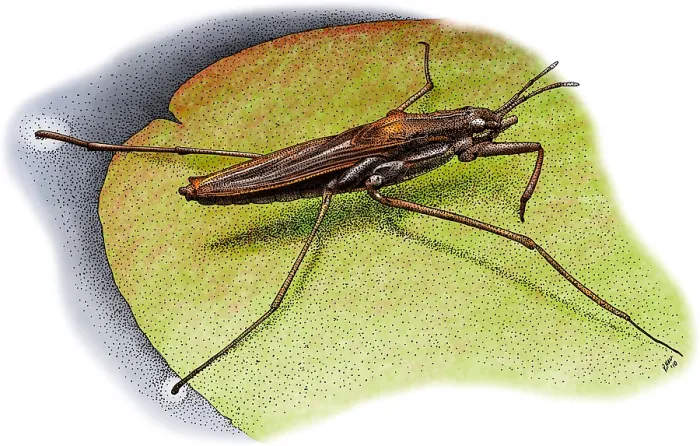 Framed Print : Common Water Strider Framed Print : Common Water Strider