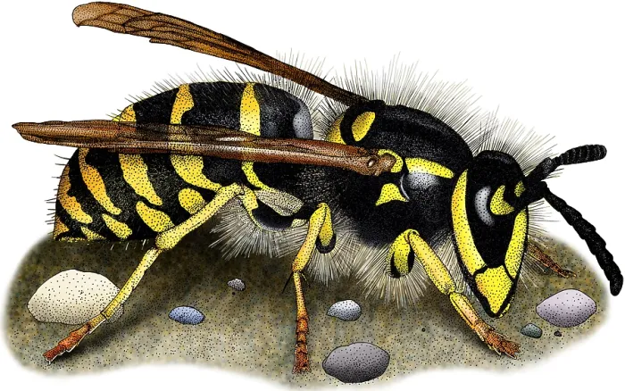 Framed Print : Common Yellow Jacket Wasp Framed Print : Common Yellow Jacket Wasp