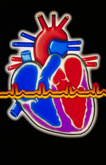Framed Print : Computer illustration of the human heart