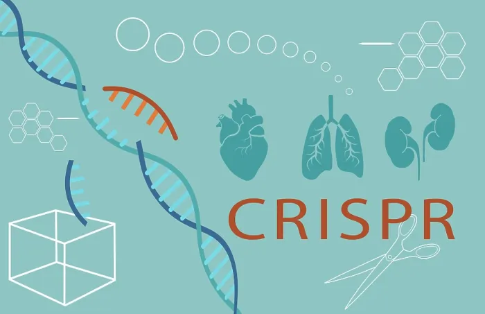 Framed Print : Conceptual Illustration of CRISPR Edited Organs for Transplants Framed Print : Conceptual Illustration of CRISPR Edited Organs for Transplants