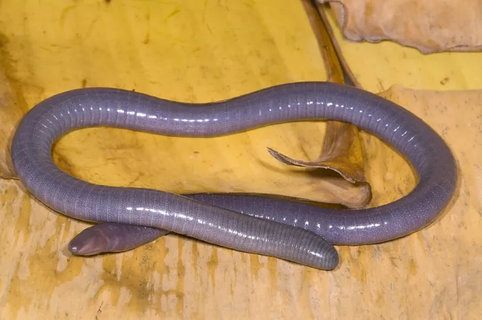Framed Print : Congo Caecilian Framed Print : Congo Caecilian