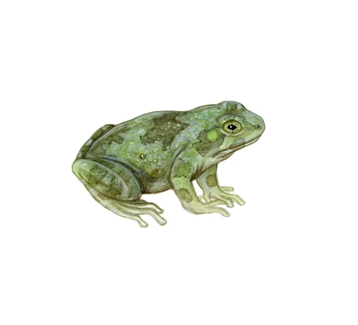 Framed Print : Cope's Gray Tree Frog Framed Print : Cope's Gray Tree Frog