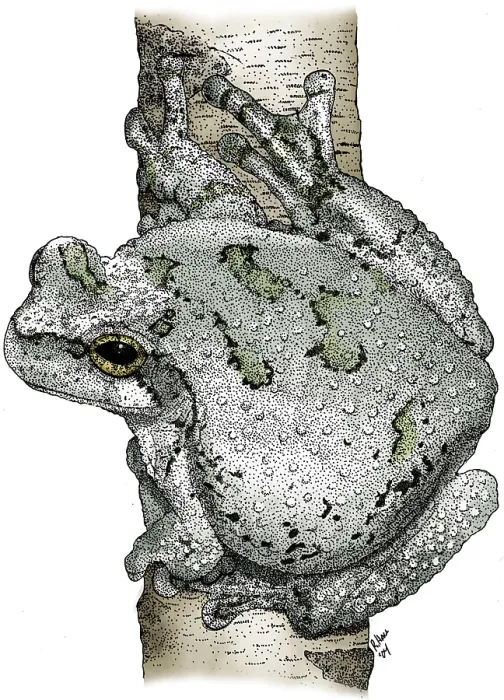 Framed Print : Cope's Gray Tree Frog Framed Print : Cope's Gray Tree Frog