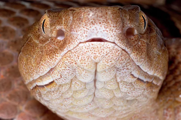 Framed Print : Copperhead, Agkistrodon contortrix