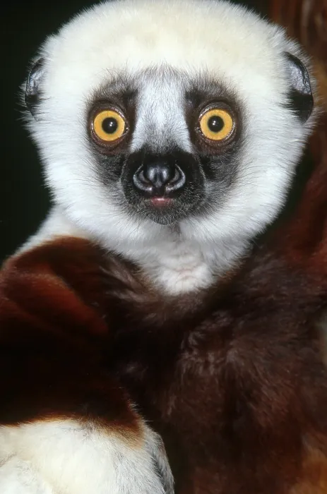 Framed Print : Coquerel's Sifaka Framed Print : Coquerel's Sifaka