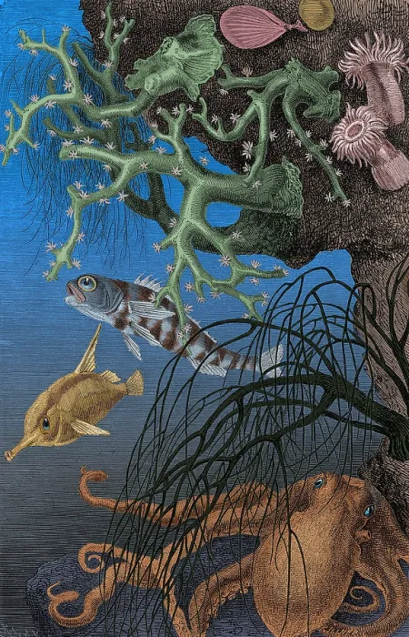 Framed Print : Coral Reef and Cuttlefish, 19th century Framed Print : Coral Reef and Cuttlefish, 19th century