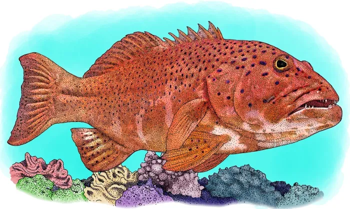 Framed Print : Coral Trout, Illustration Framed Print : Coral Trout, Illustration