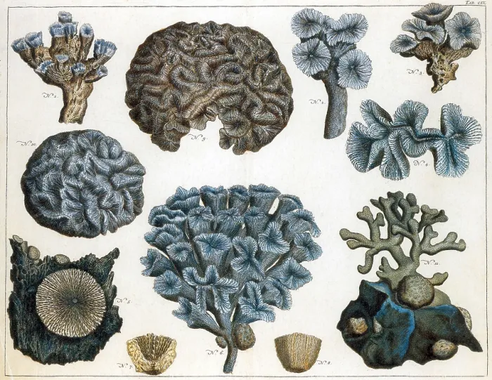 Framed Print : Corals are marine invertebrates in the class Anthozoa of phylum Cnidaria Framed Print : Corals are marine invertebrates in the class Anthozoa of phylum Cnidaria
