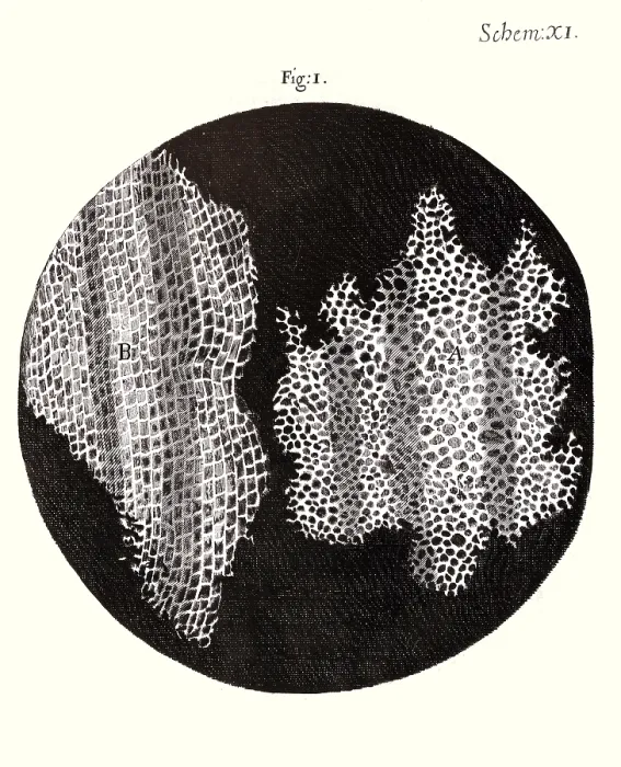 Framed Print : Cork Wood Cells, Hooke's Micrographia, 1665 Framed Print : Cork Wood Cells, Hooke's Micrographia, 1665