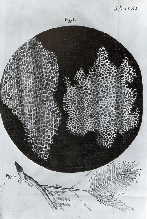 Framed Print : Cork Wood Cells, Illustration Framed Print : Cork Wood Cells, Illustration