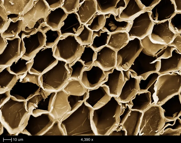 Framed Print : Cork Wood, under a microscope (SEM)
