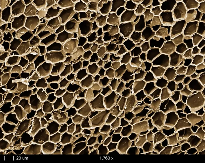 Framed Print : Cork Wood, under a microscope (SEM)