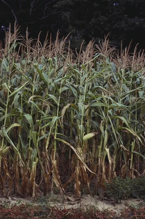 Framed Print : Corn Crop Stressed by Drought Framed Print : Corn Crop Stressed by Drought