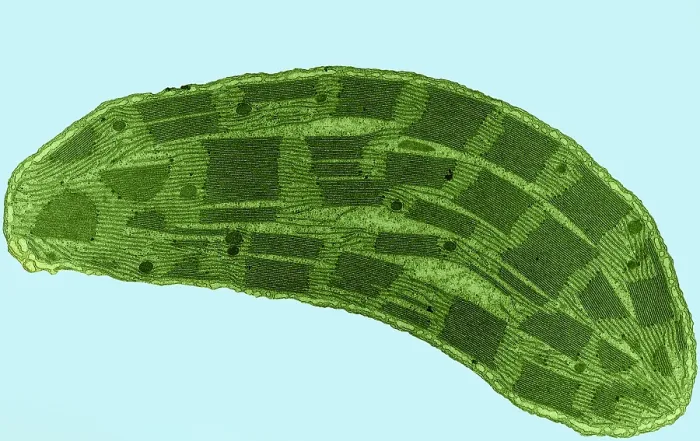 Framed Print : Corn Leaf Chloroplast, TEM Framed Print : Corn Leaf Chloroplast, TEM
