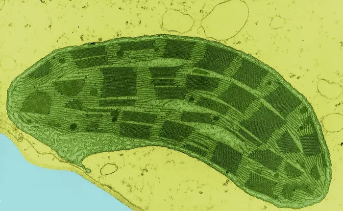 Framed Print : Corn Leaf Mesophyll with Chloroplast, TEM Framed Print : Corn Leaf Mesophyll with Chloroplast, TEM