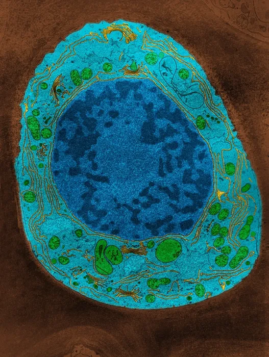 Framed Print : Corn Root Tip Cell, TEM Framed Print : Corn Root Tip Cell, TEM