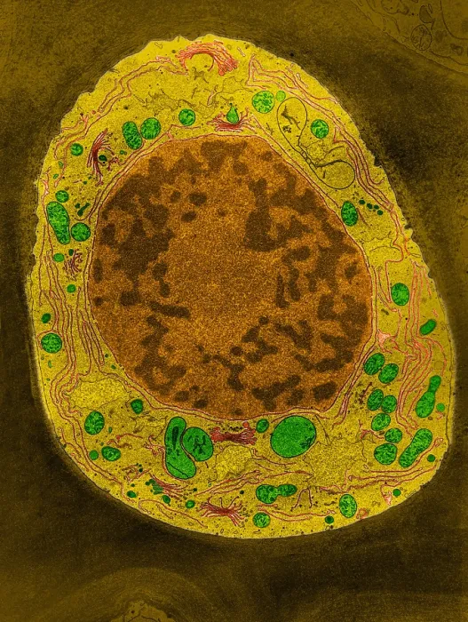 Framed Print : Corn Root Tip Cell, TEM Framed Print : Corn Root Tip Cell, TEM