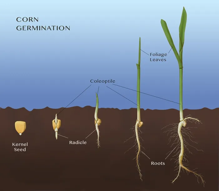 Framed Print : Corn Seed Germination, Illustration Framed Print : Corn Seed Germination, Illustration
