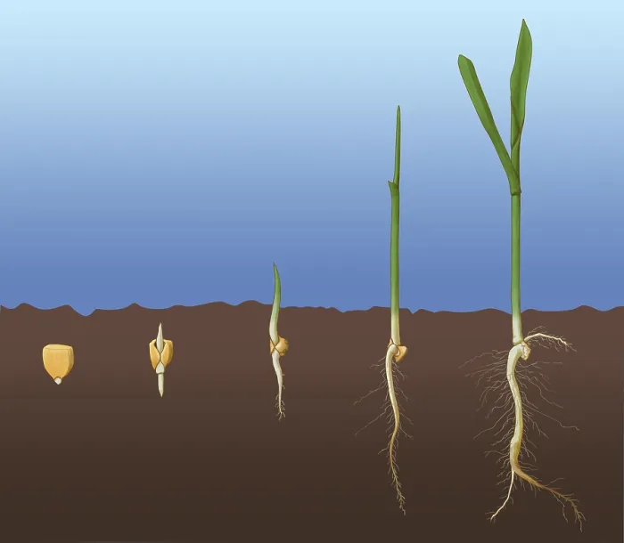 Framed Print : Corn Seed Germination, Illustration Framed Print : Corn Seed Germination, Illustration