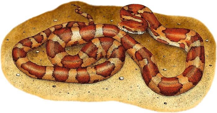 Framed Print : Corn Snake Framed Print : Corn Snake