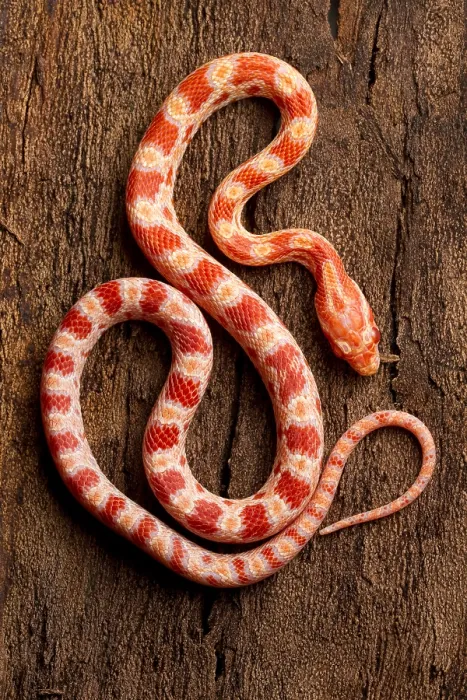 Framed Print : Corn Snake (P. guttatus) on Tree Framed Print : Corn Snake (P. guttatus) on Tree