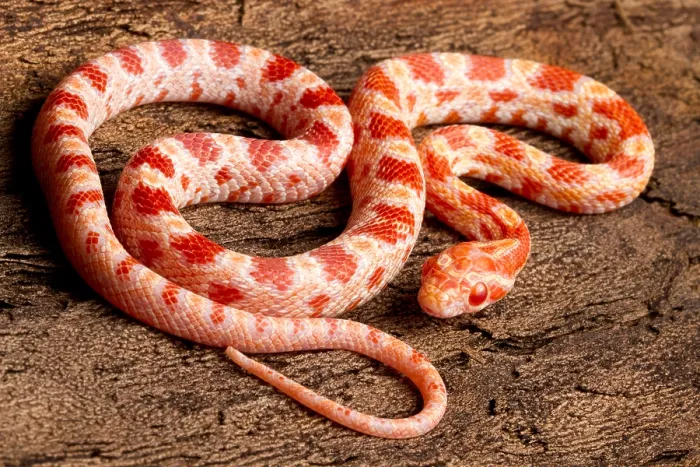 Framed Print : Corn Snake (P. guttatus) on tree bark Framed Print : Corn Snake (P. guttatus) on tree bark
