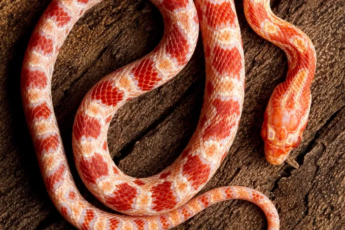 Framed Print : Corn Snake (P. guttatus) on tree bark Framed Print : Corn Snake (P. guttatus) on tree bark