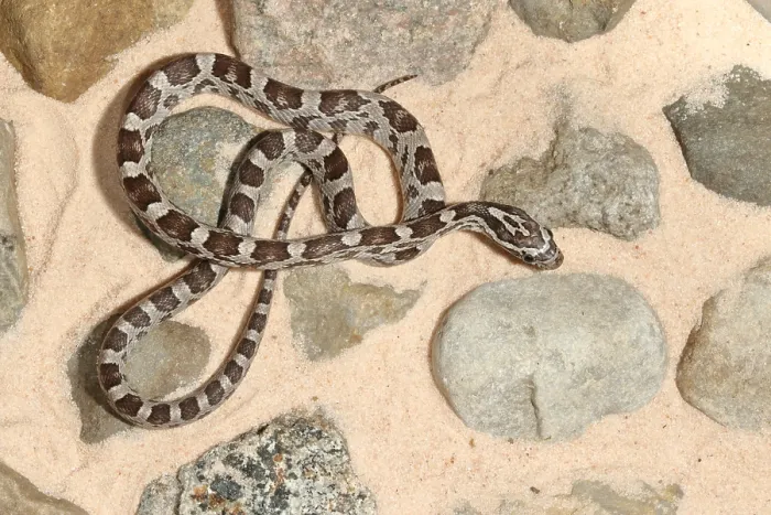 Framed Print : Corn Snake (Pantherophis guttatus)