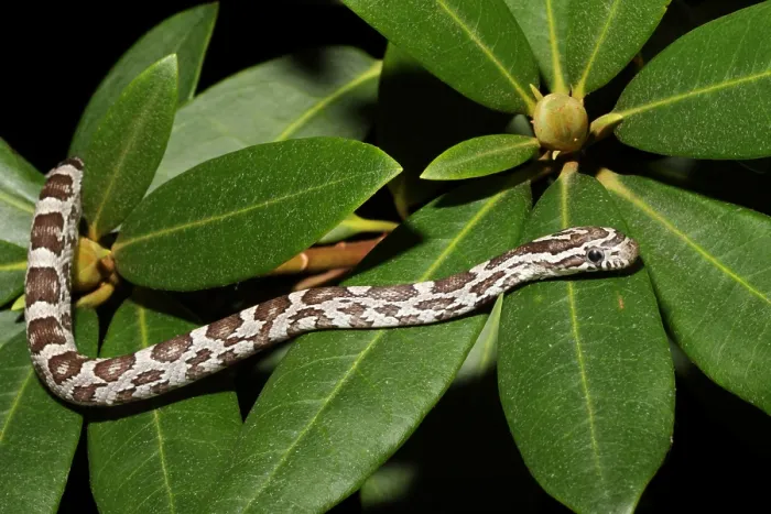 Framed Print : Corn Snake (Pantherophis guttatus)