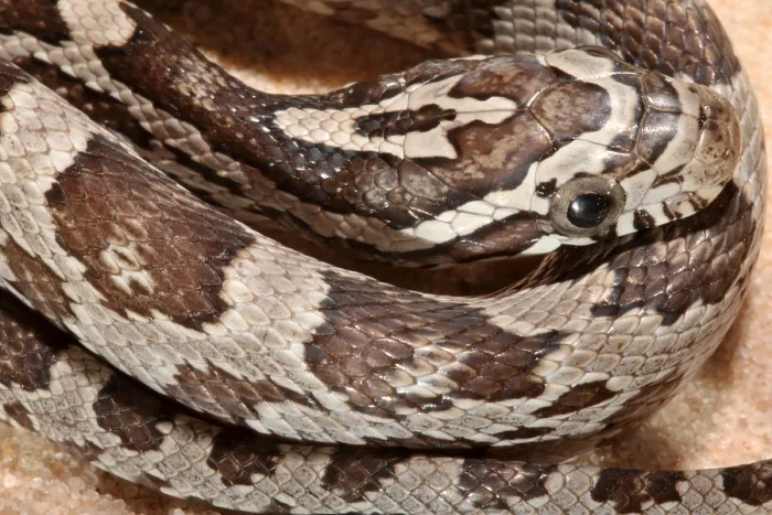 Framed Print : Corn Snake (Pantherophis guttatus) portrait Framed Print : Corn Snake (Pantherophis guttatus) portrait