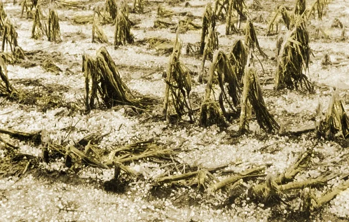 Framed Print : Cornfield after Hailstorm