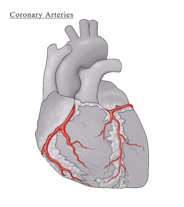 Framed Print : Coronary Arteries, Illustration
