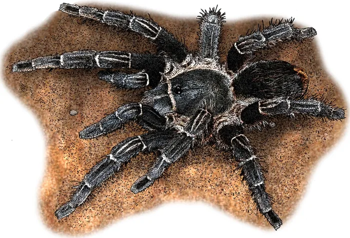Framed Print : Costa Rican Zebra Tarantula, Illustration Framed Print : Costa Rican Zebra Tarantula, Illustration