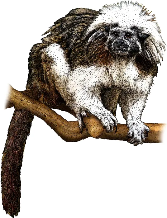 Framed Print : Cotton Top Tamarin Framed Print : Cotton Top Tamarin