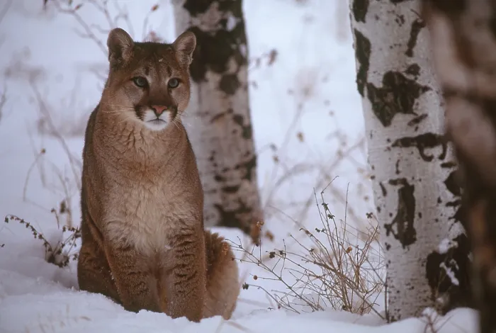 Framed Print : Cougar (Puma concolor); Montana Framed Print : Cougar (Puma concolor); Montana