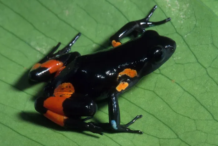 Framed Print : Cowan's Mantella Framed Print : Cowan's Mantella