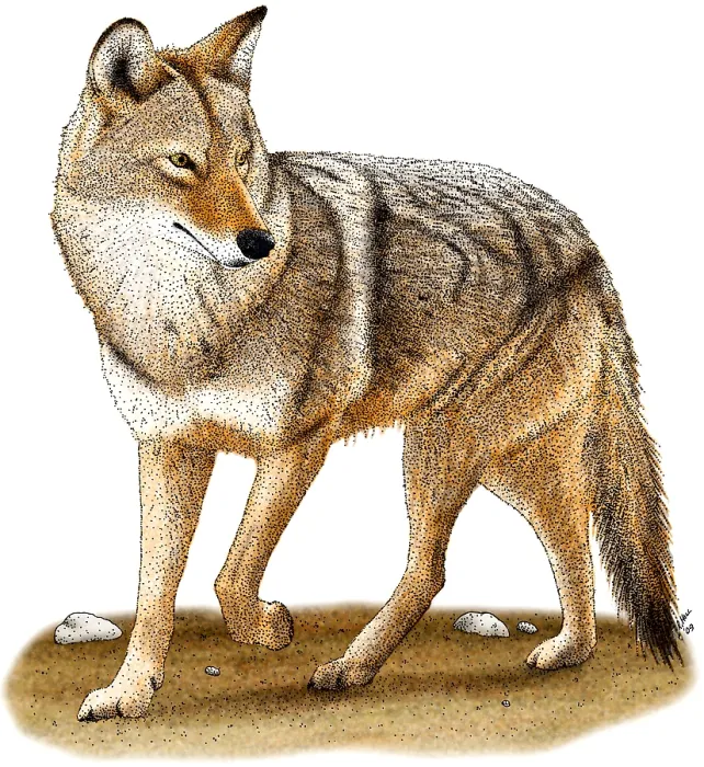 Framed Print : Coyote. Illustration of a coyote (Canis latrans) Framed Print : Coyote. Illustration of a coyote (Canis latrans)