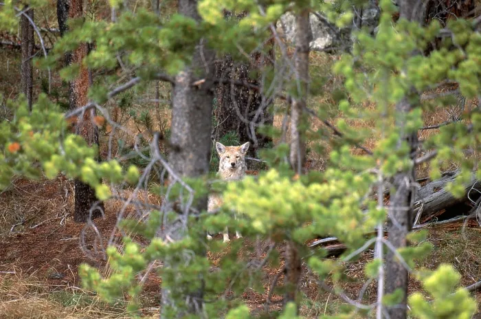 Framed Print : Coyote in Yellowstone Framed Print : Coyote in Yellowstone