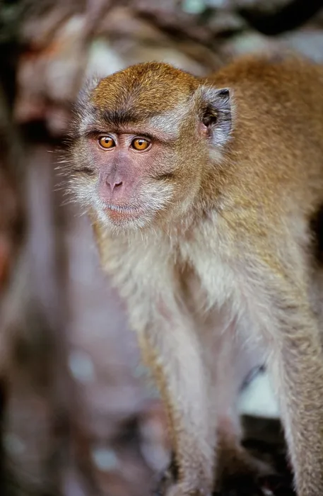Framed Print : Crab-eating Macaque portrait Framed Print : Crab-eating Macaque portrait