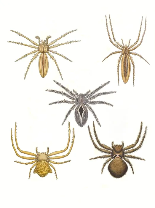 Framed Print : Crab Spiders Framed Print : Crab Spiders